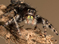 Phidippus audax