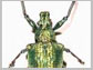 photonic beetle