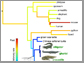 diagram of inferred evolutionary relationships