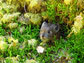 a pika peers out from behind thick moss