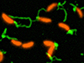 pili (green) in cells from the bacterium Caulobacter crescentus (orange)