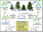 biorenewable and robust terpenoid scaffolds from pine