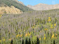 photo of pine tree forest and mountain peaks