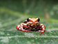 the phantasmal poison frog, Epipedobates anthonyi