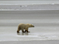 a polar bear walking along the edge of Hudson Bay