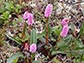 pink flowering plant Polygonum bistorta