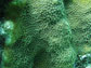a closeup of polyps of Orbicella faveolata