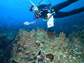 researcher collecting samples of Porites corals
