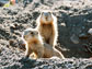 prairie dogs