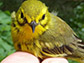 Prairie warbler