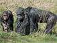 chimpanzees