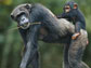 photo of primates