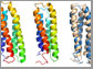 how transmembrane proteins will fold
