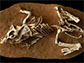 a hatchling Protoceratops andrewsi fossil