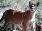 a female mountain lion known as F52