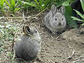 pygmy rabbits