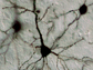a pyramidal neuron