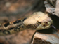 the timber rattlesnake