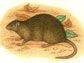 Rattus nativitatis