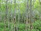 stand of red alder trees