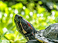 the red-eared slider