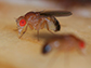 a fruit fly with big red eyes