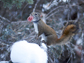 a female red squirrel moves a newborn