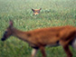 red wolf watching a deer