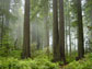 coastal redwoods in Northern California