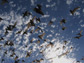 bats emerging in sky