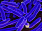 Escherichia coli