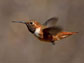 the Rufous Hummingbird