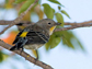 yellow rumped warbler