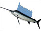 a sailfish