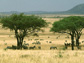 Savanna grasslands