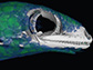 CT scan highlighting Geckolepis maculata's unusually large scales