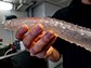 researcher holds a large sea pickle