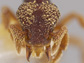 face of ant species Eurhopalothrix semicapillum