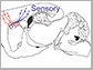 diagram showing connections between the motor and sensory areas of the cerebral cortex to the striatum