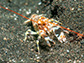 snapping shrimp