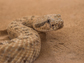 a sidewinder snake