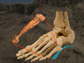 fossil foot bone