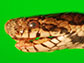 News thumbnail of snake head