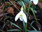 a Snowdrop flower in bloom