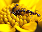 foragers of the desert fire ant, Solenopsis xyloni, collecting flower nectar