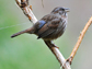 song sparrow with small transmitter