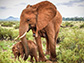 orphaned elephant Soutine with her calf