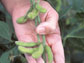 pods of soybean