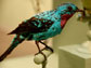 a spangled cotinga