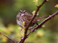 song sparrow on his territory